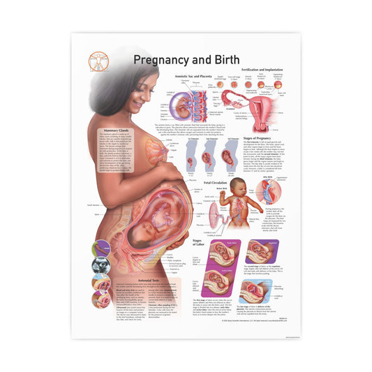 Pregnancy and Birth