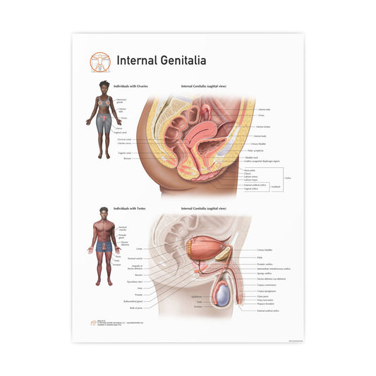 The Internal Genitalia