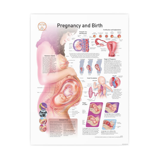 Pregnancy and Birth