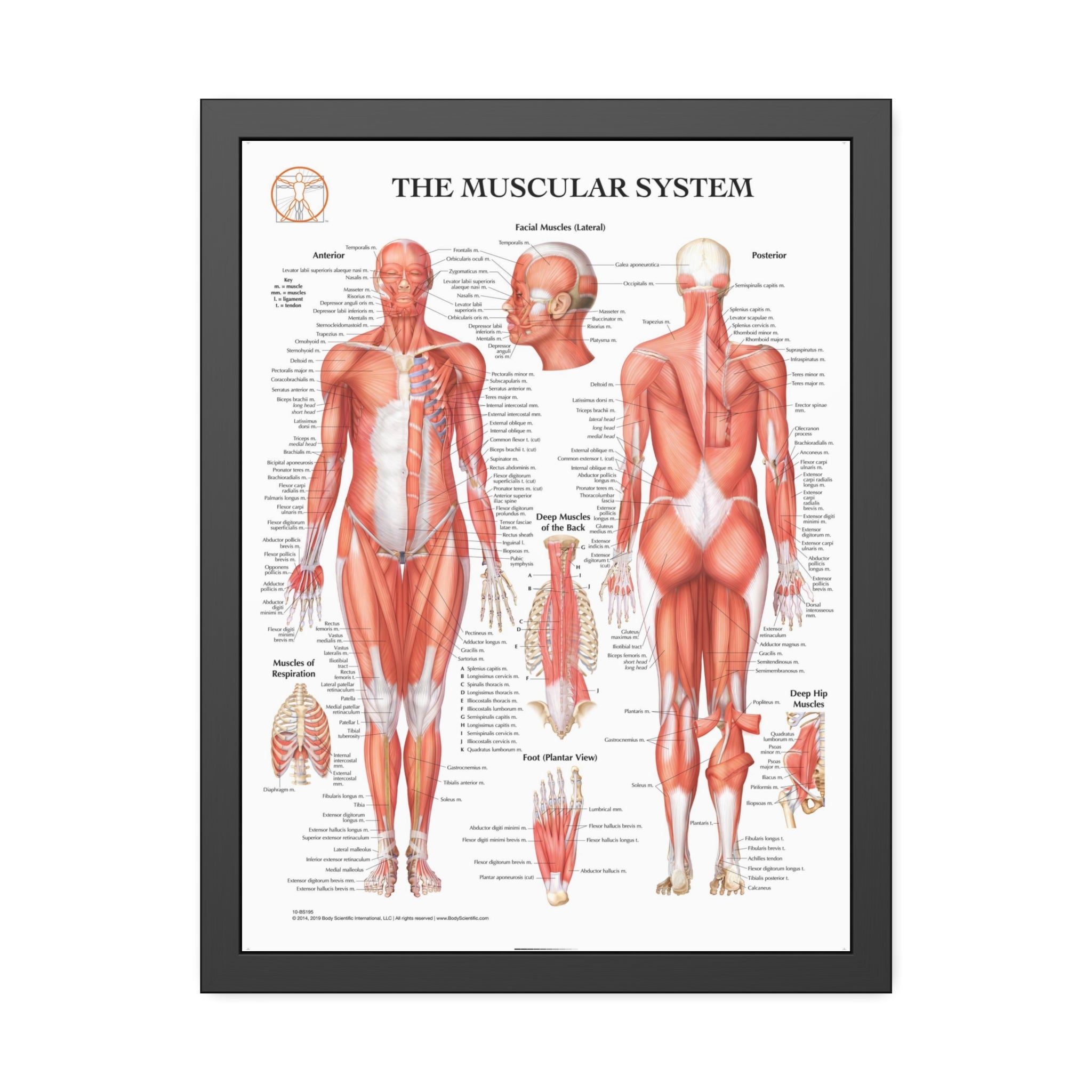 Framed Muscular System – Body Scientific