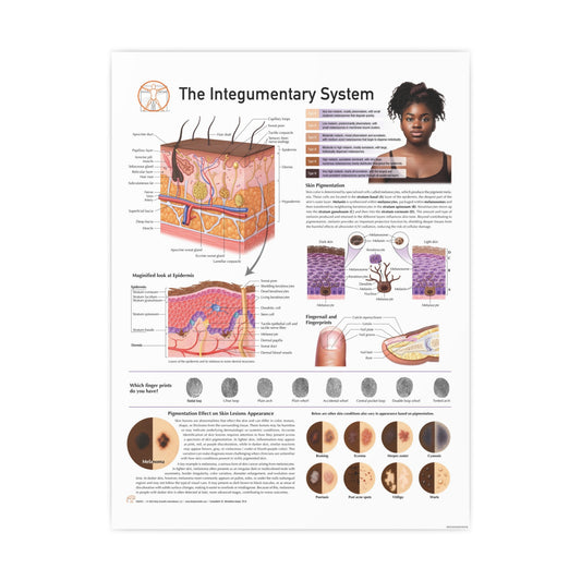 The Integumentary System