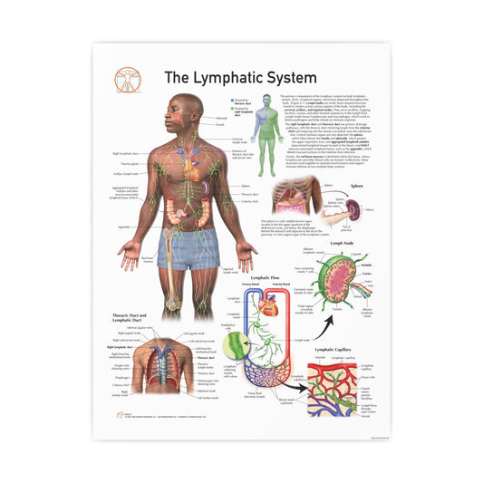 The Lymphatic System