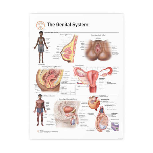 The Genital System