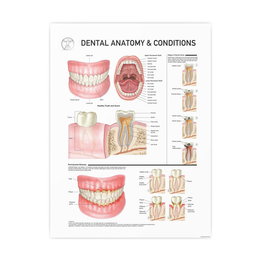 Dental Anatomy & Conditions