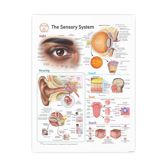 The Sensory System