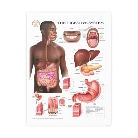 The Digestive System