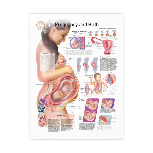 Pregnancy and Birth