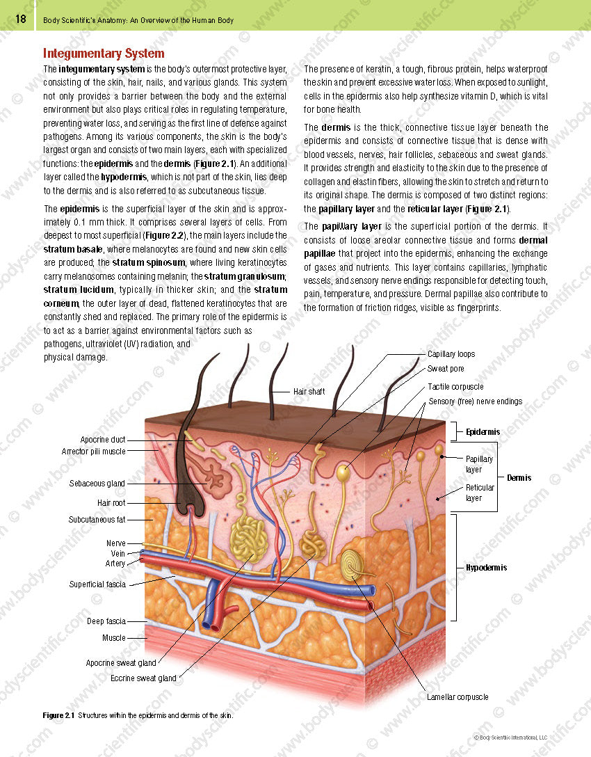 Body Scientific’s Anatomy – An Overview of the Human Body