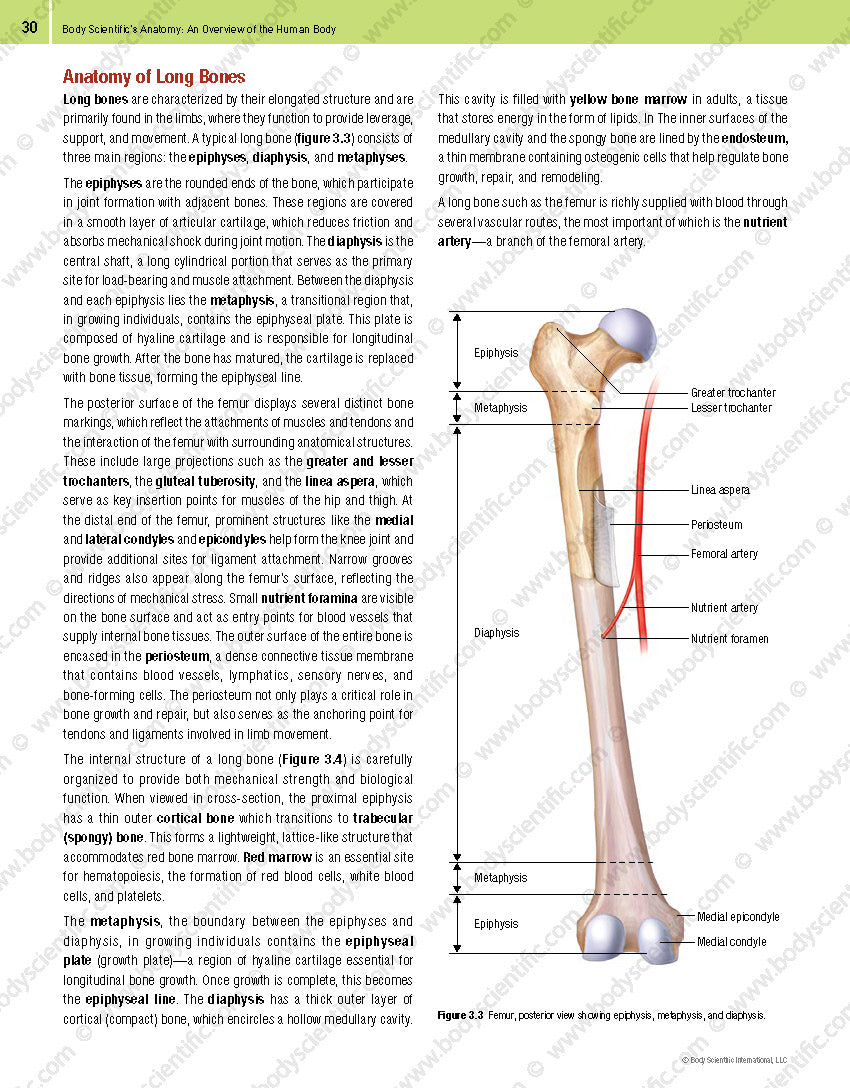 Body Scientific’s Anatomy – An Overview of the Human Body