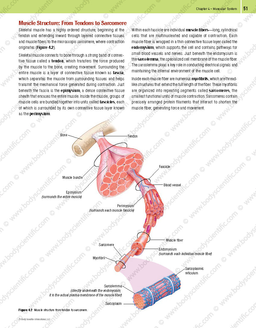 Body Scientific’s Anatomy – An Overview of the Human Body