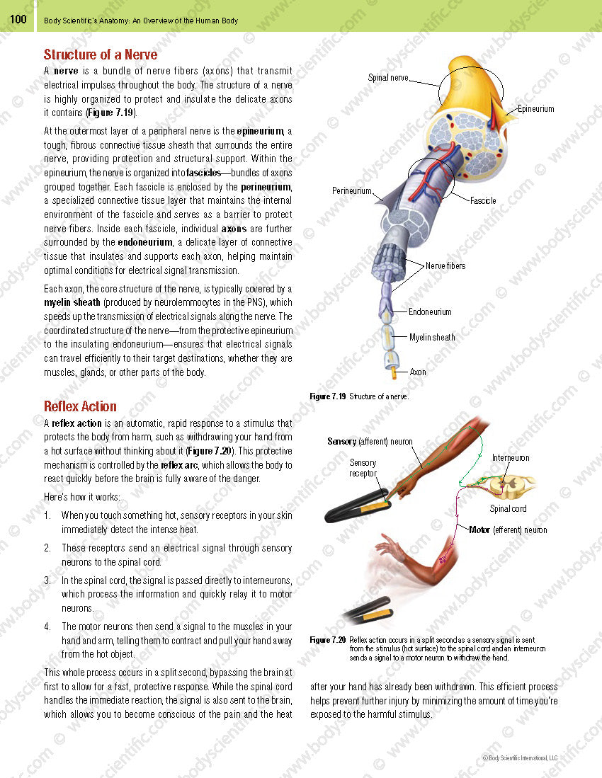 Body Scientific’s Anatomy – An Overview of the Human Body