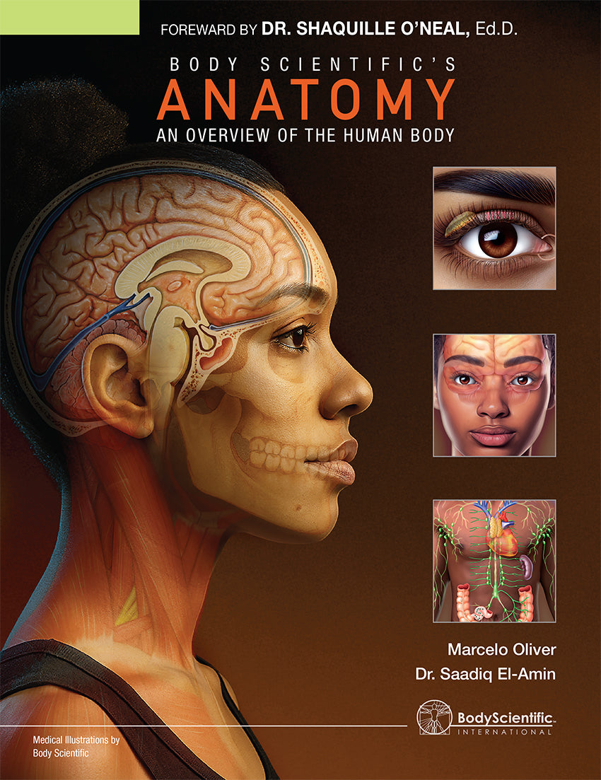 Book cover of 'Anatomy: An Overview of the Human Body' by Marcelo Oliver and Dr. Saadiq El-Amin, featuring a detailed illustration of a human head and brain.