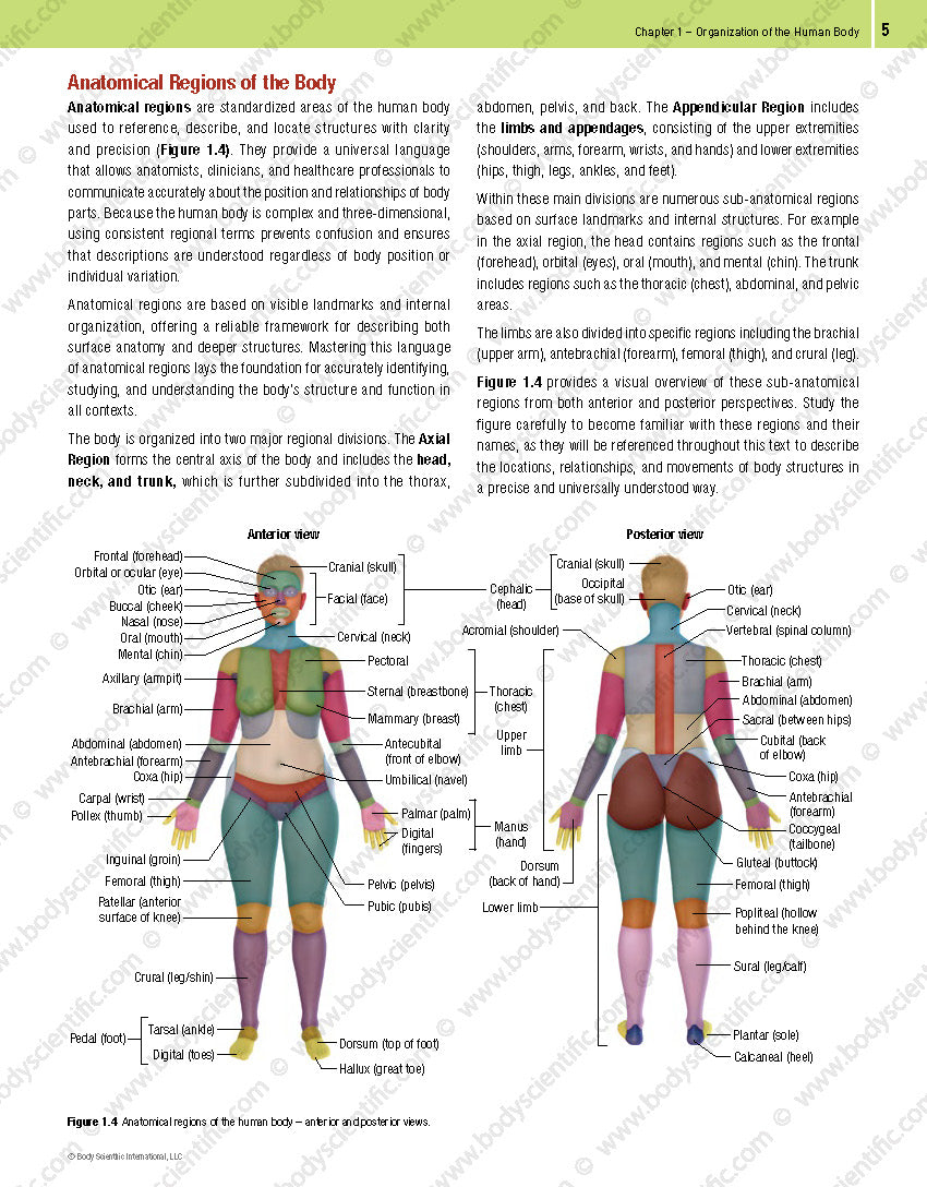 Anatomical diagram of human body regions with color-coded labels on a white background.