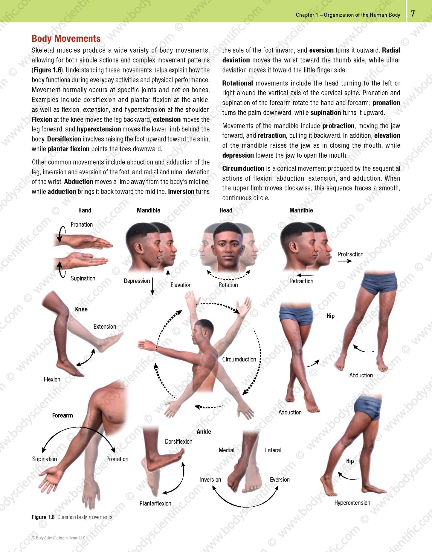 Diagram of body movements with labeled actions on a white background