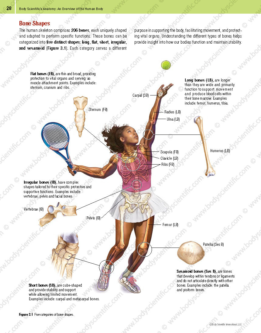Illustration of a tennis player with labeled body parts on a white background