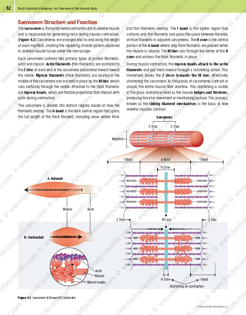 Body Scientific’s Anatomy – An Overview of the Human Body