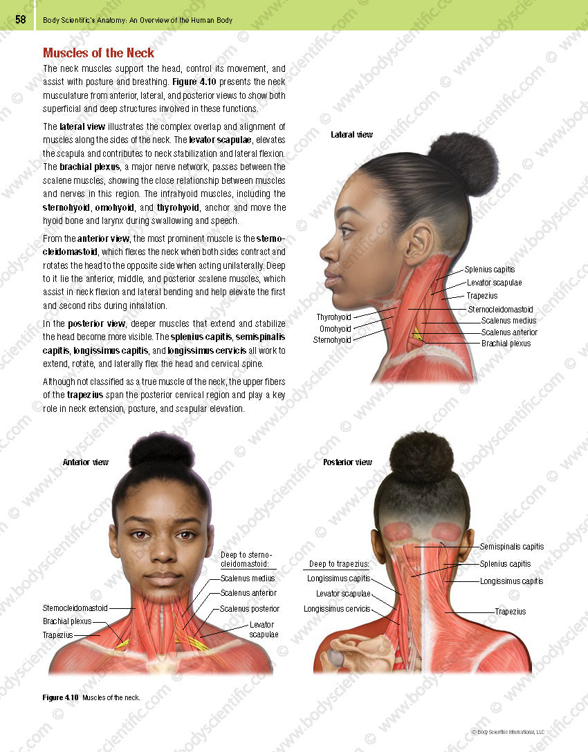 Body Scientific’s Anatomy – An Overview of the Human Body