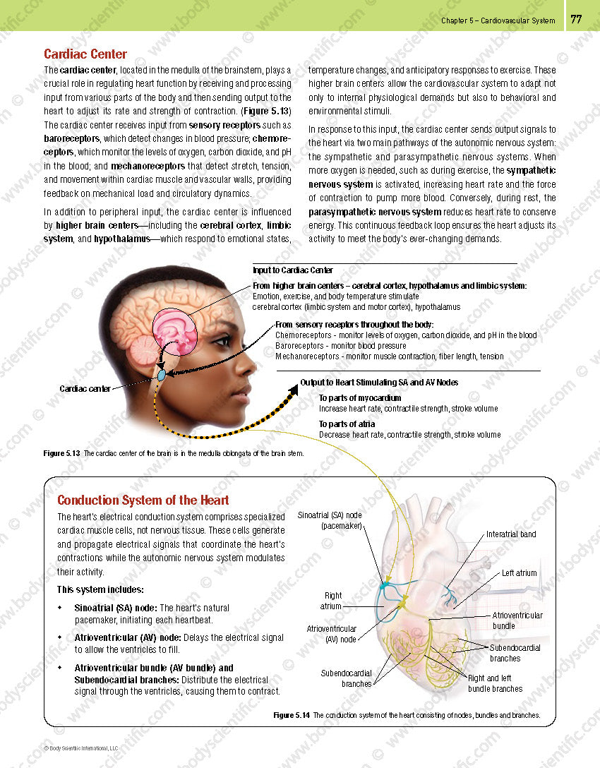 Body Scientific’s Anatomy – An Overview of the Human Body