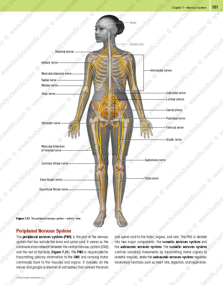 Body Scientific’s Anatomy – An Overview of the Human Body