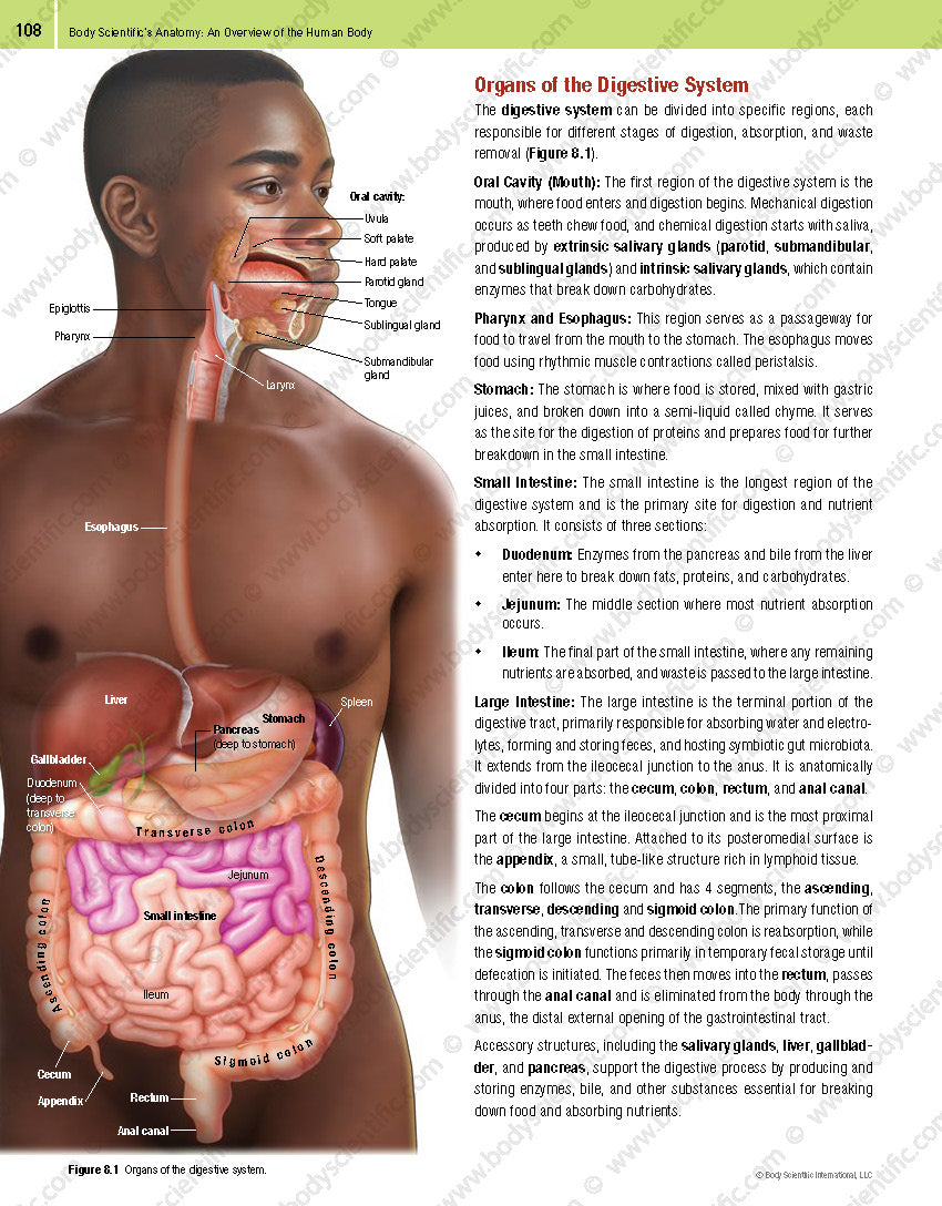 Body Scientific’s Anatomy – An Overview of the Human Body