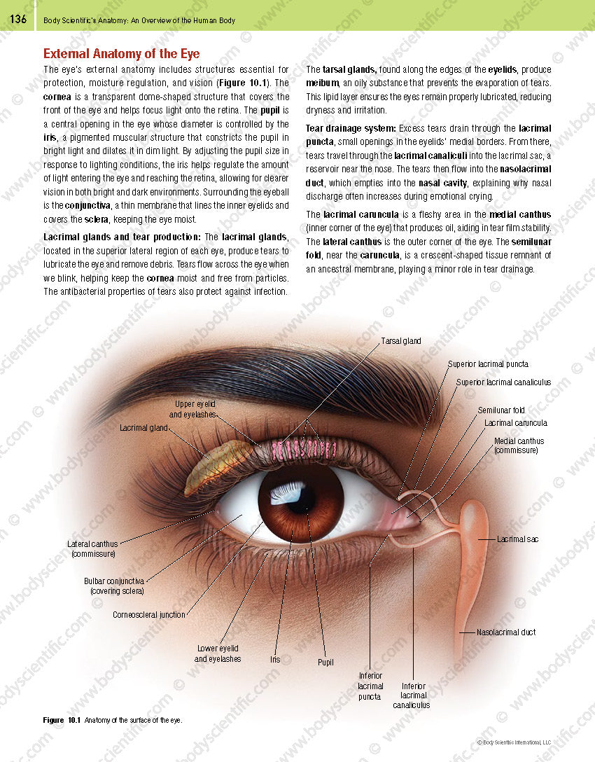 Body Scientific’s Anatomy – An Overview of the Human Body