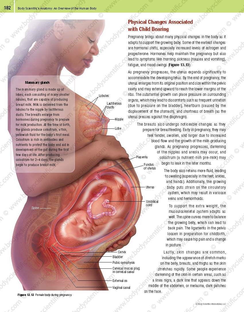 Body Scientific’s Anatomy – An Overview of the Human Body