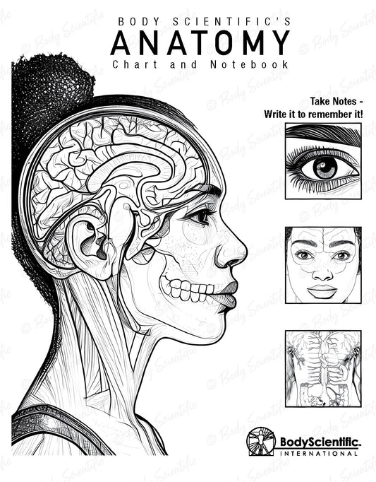 Anatomy chart and notebook with illustrations of a human head and brain, featuring Body Scientific's branding.