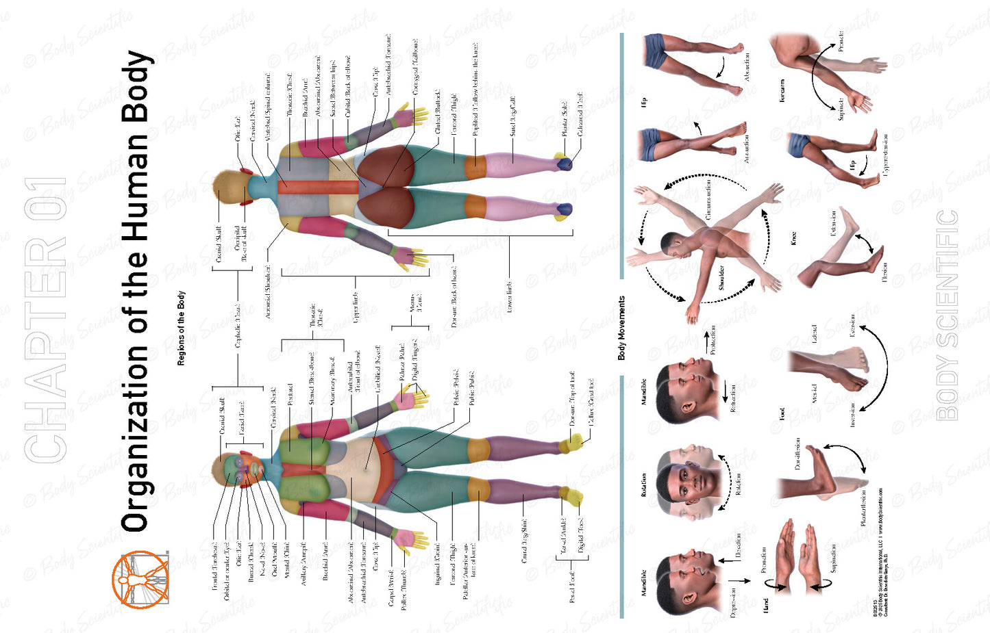 Anatomical chart of the human body showing different body parts and systems.