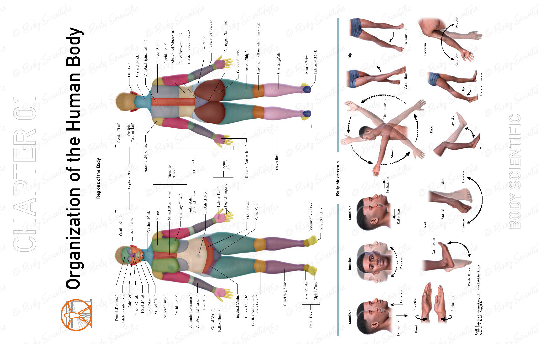 Anatomical chart of the human body showing different body parts and systems.
