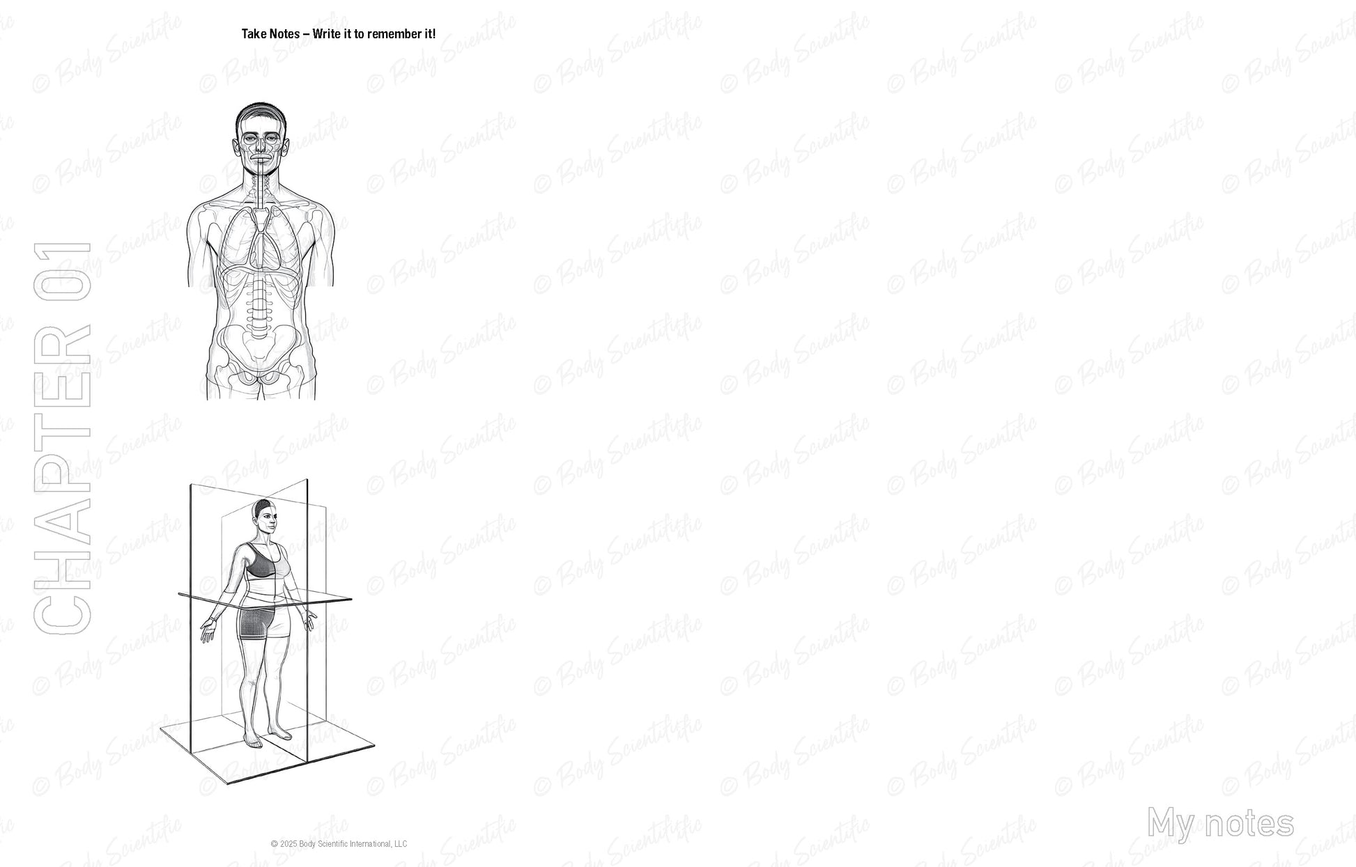 Diagram of a person with internal organs and a standing figure on a white background