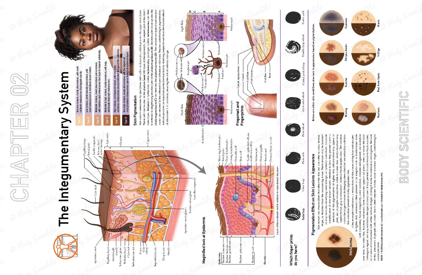 Educational diagram of the integumentary system with various skin conditions illustrated.