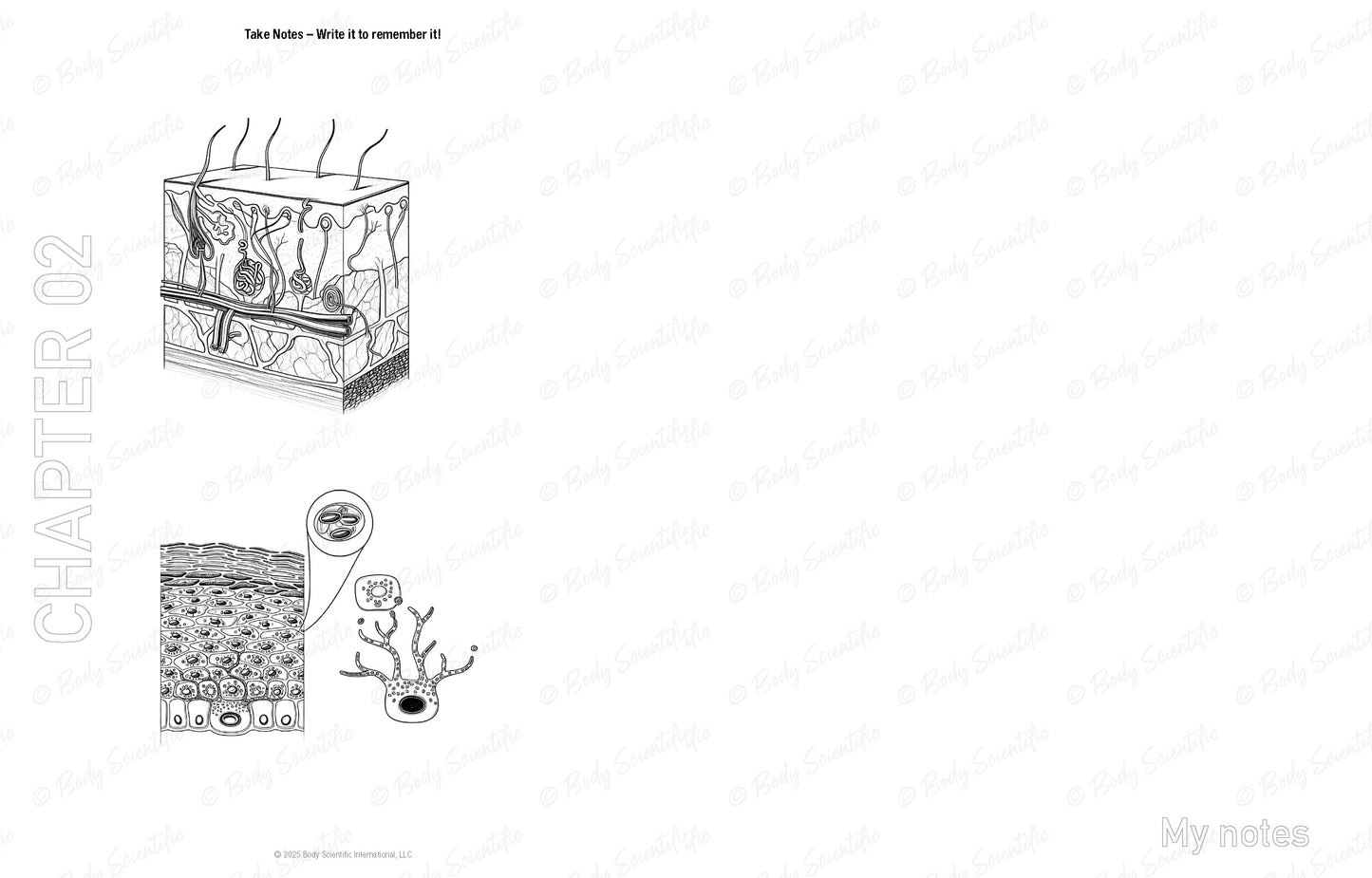 Illustration of a skin anatomy diagram on a white background