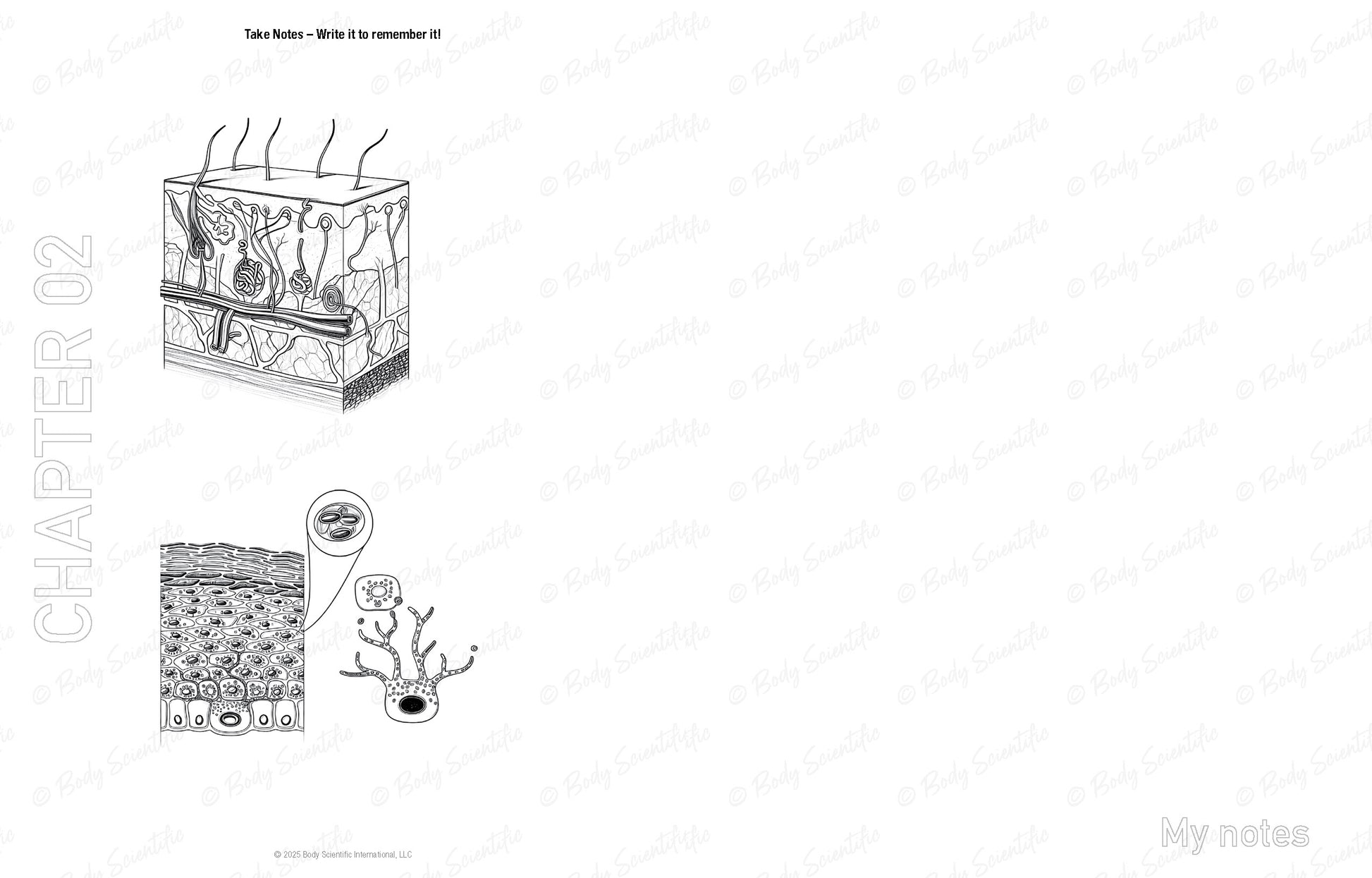 Illustration of a skin anatomy diagram on a white background