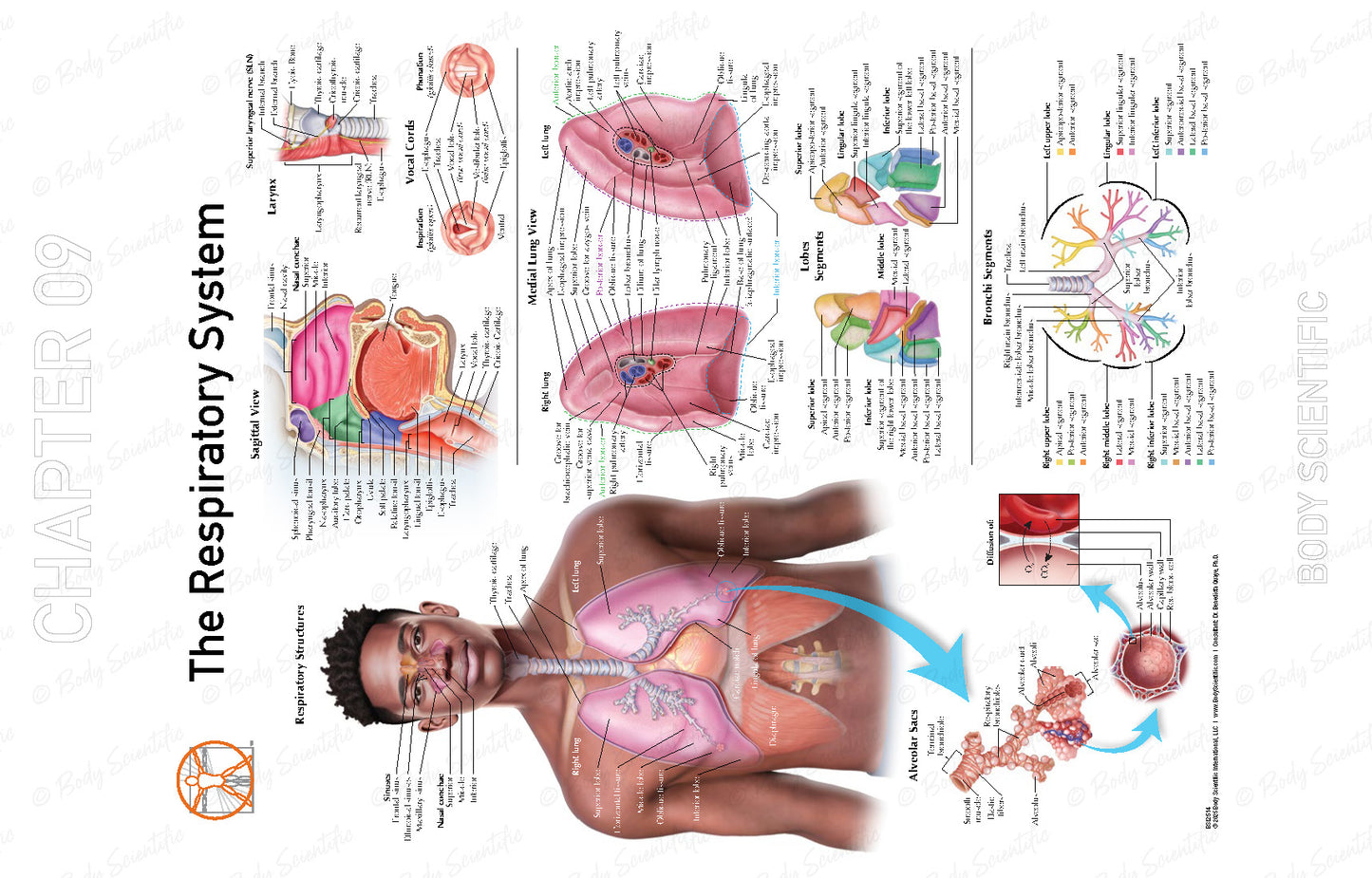 Diagram of the respiratory system with a person's body overlay on a white background