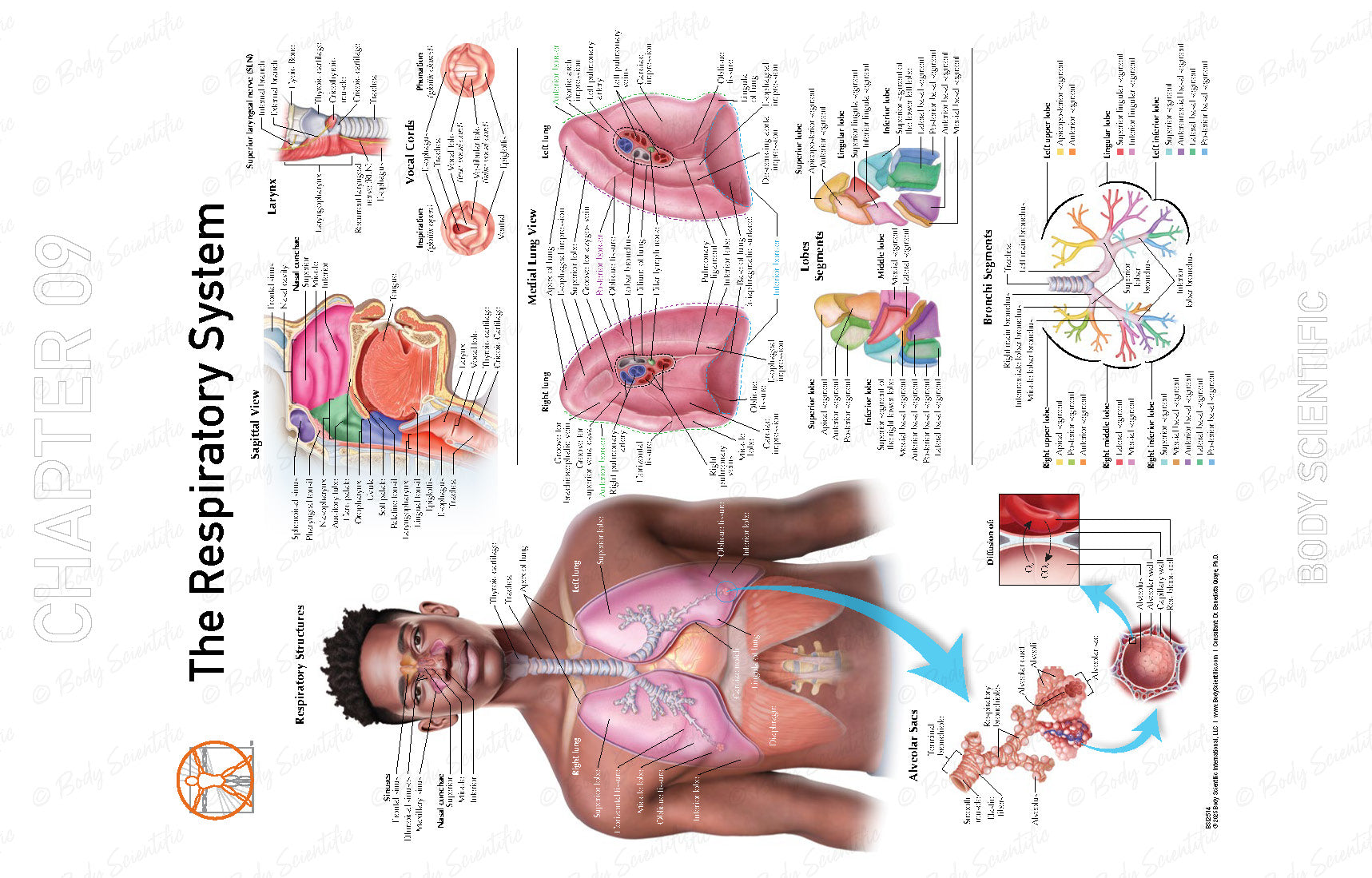 Diagram of the respiratory system with a person's body overlay on a white background
