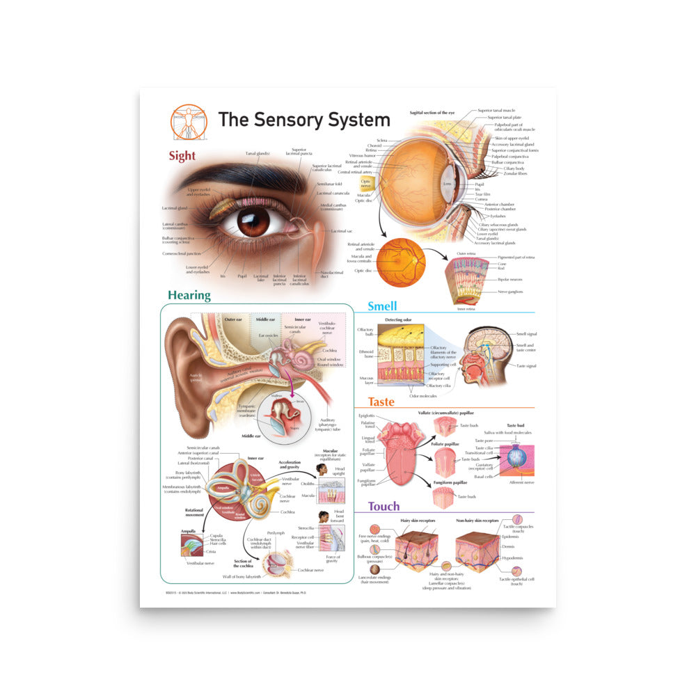 Basic Sensory System The sensory Systems – Body Scientific