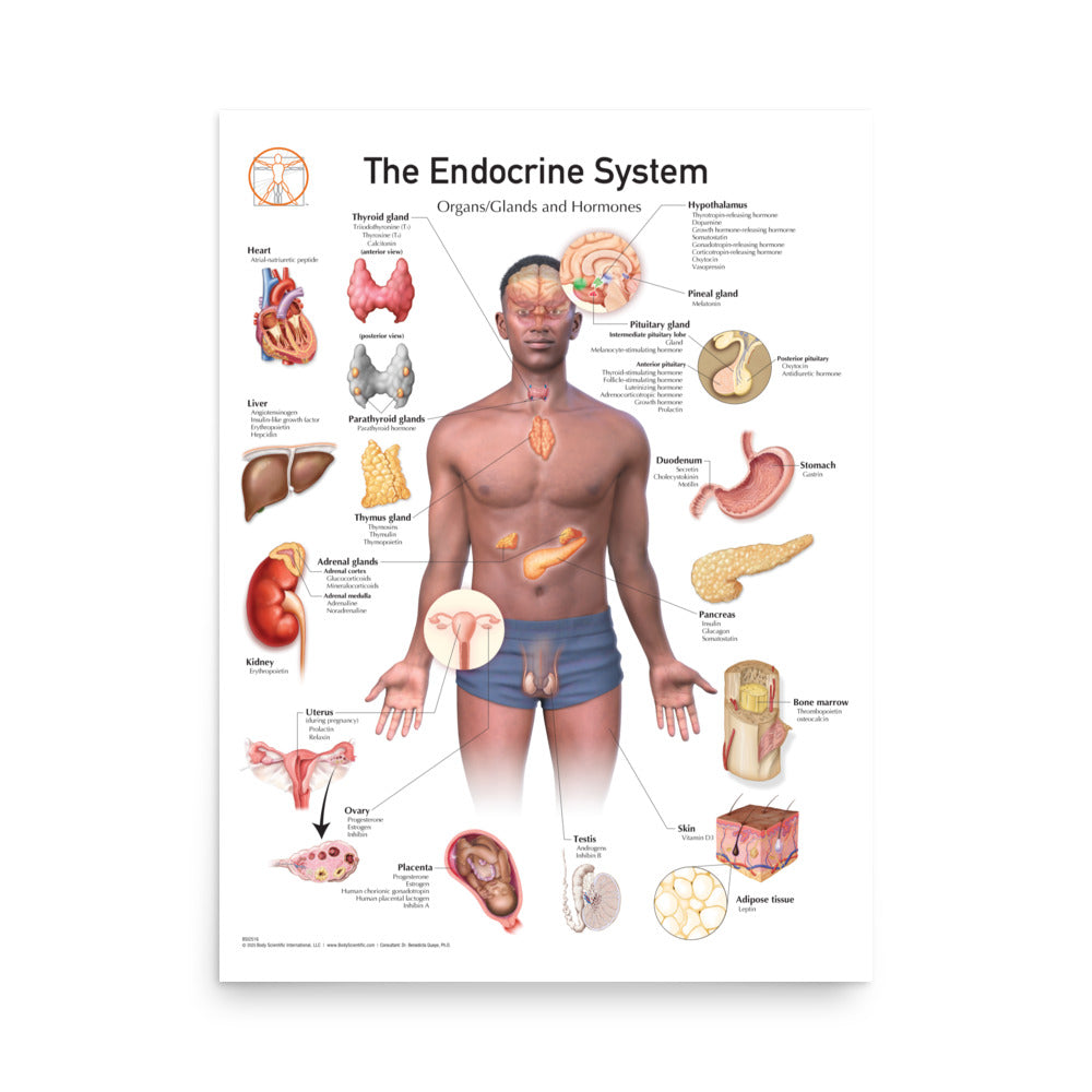 The Endocrine System – Body Scientific